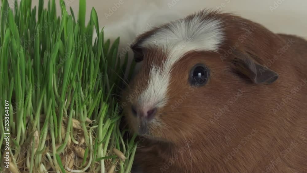 Guinea pigs breed Golden American Crested eat germinated oats slow motion stock footage video Guinea pigs breed Golden American Crested eat germinated oats slow motion stock footage video