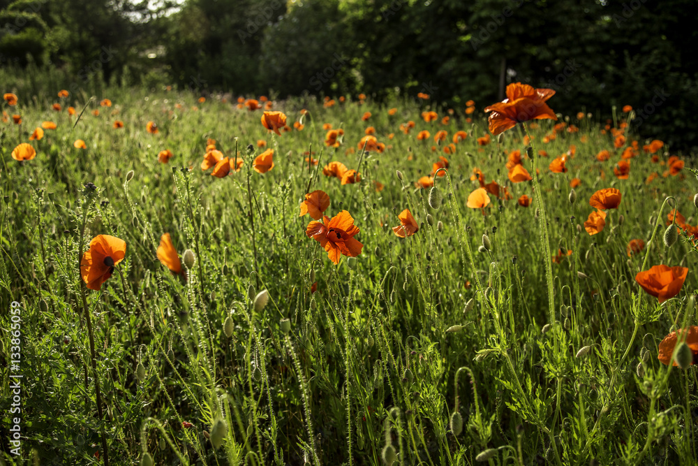 Fototapeta premium Mohnblumenwiese im Sonnenschein