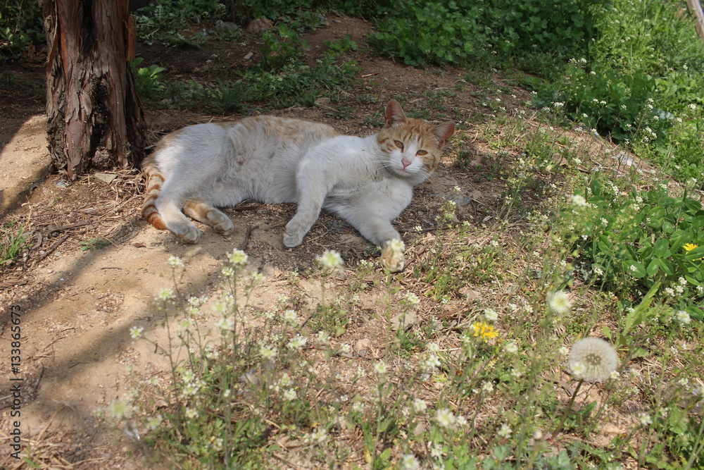 Obraz premium flower cat
