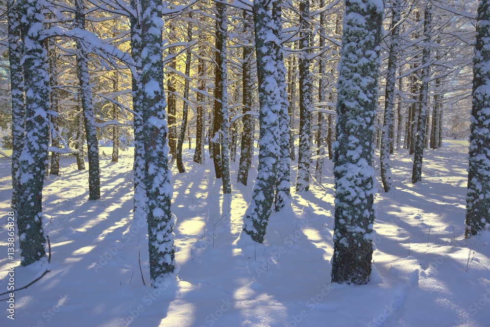 Fototapeta premium Larch grove