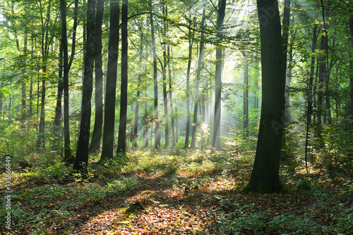 Fototapeta Naklejka Na Ścianę i Meble -  Morning in the forest