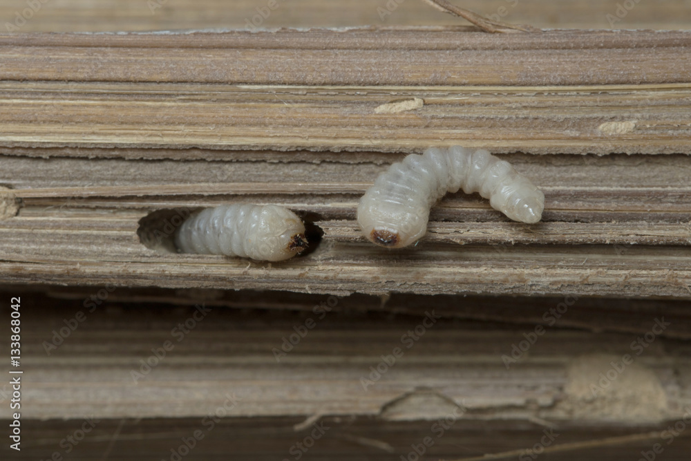 Bamboo worm in Thailand and Southeast Asia. Bamboo worm in Thailand and Southeast Asia.