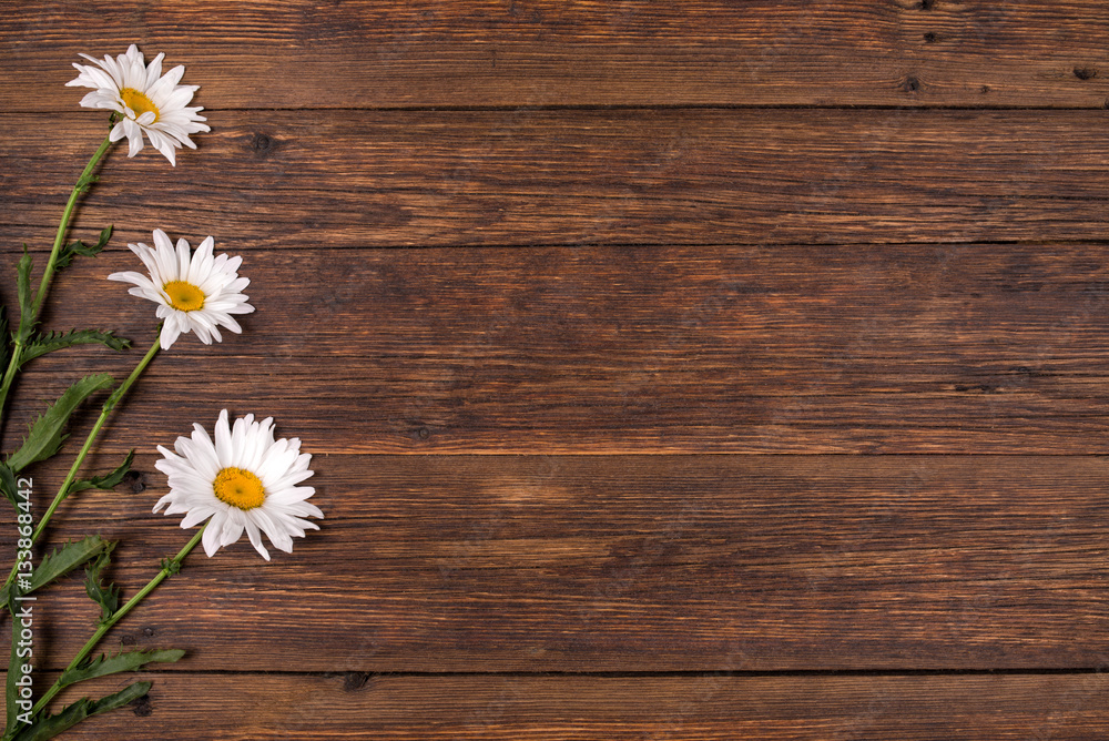 Obraz premium White daisy flowers on wooden background.