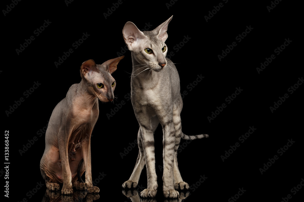 Two Peterbald Cats family hairless and silver with green eyes, Standing and Stare isolated black background, front view