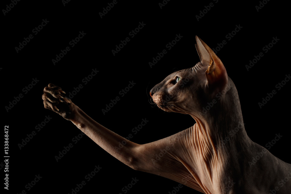 Closeup portrait of hairless Peterbald Cat with green eyes and wrinkles on neck, touching his paw isolated black background, profile view