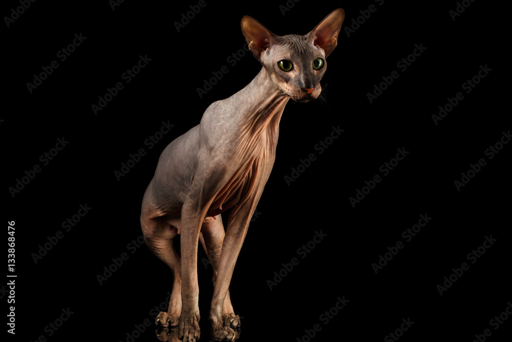 Hairless Peterbald Cat with green eyes and wrinkles on neck, Standing and Stare isolated black background, front view