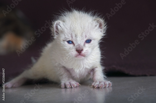 Cachorrito de gato blanco sobre fondo oscuro