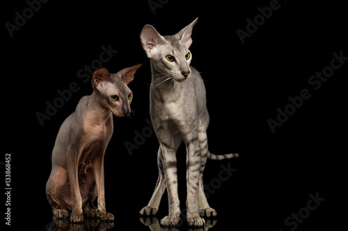 Two Peterbald Cats family hairless and silver with green eyes  Standing and Stare isolated black background  front view