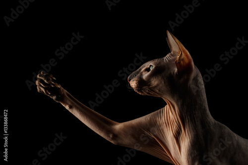Fototapeta Naklejka Na Ścianę i Meble -  Closeup portrait of hairless Peterbald Cat with green eyes and wrinkles on neck, touching his paw isolated black background, profile view