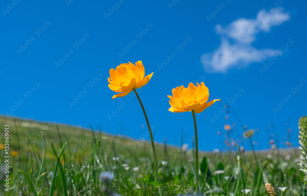 Trollius Trollius