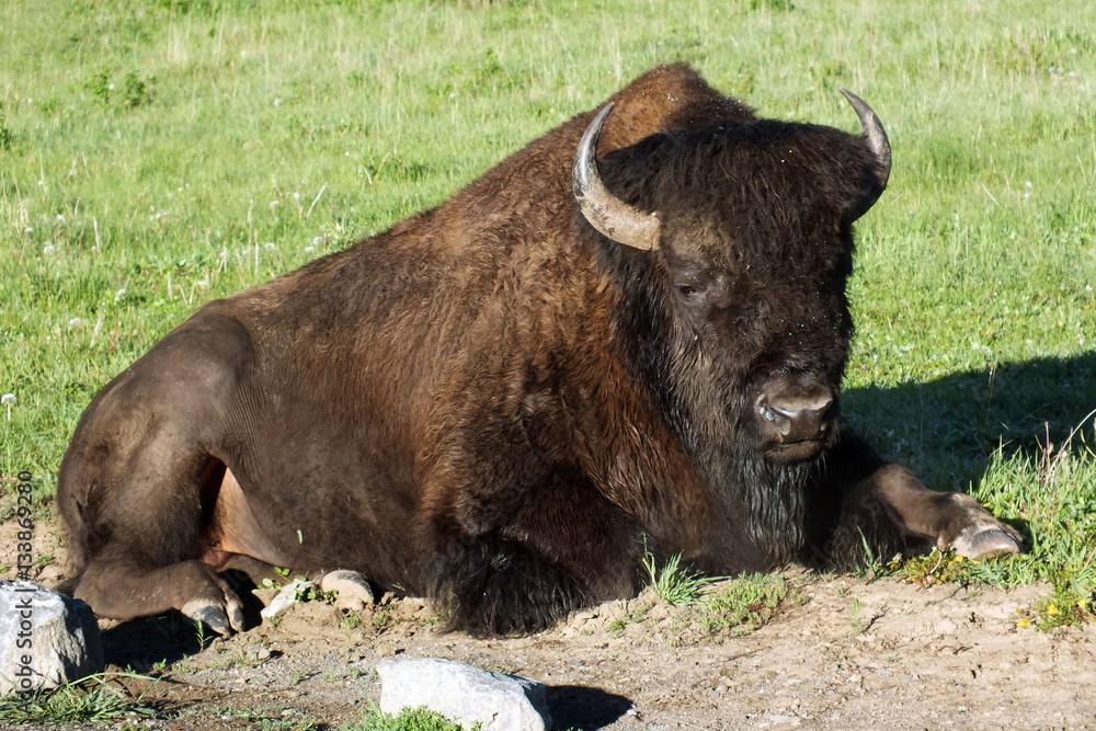 Bison Bull Bison Bull