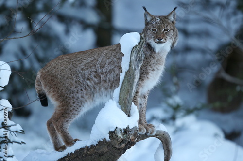 Euroasian lynx is standing on a tree in the bavarian national park in eastern germany  european wild cats  animals in european forests  lynx lynx 