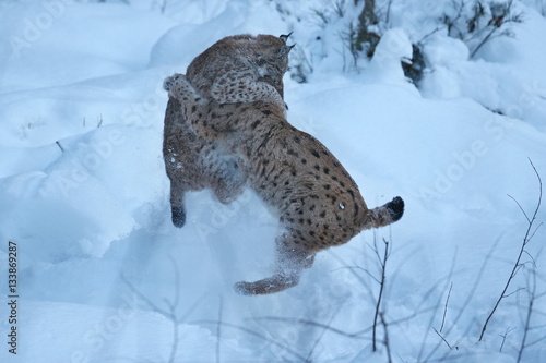 Photography Euroasian lynx fight in the bavarian national park in eastern germany, european