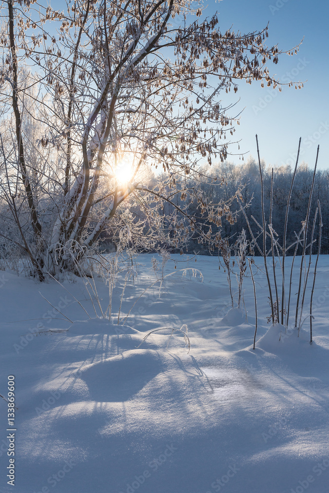 stak svinge Penelope Nature in a clear frosty day. Snow, trees covered with frost. Blue sky. The  sun's rays through the tree. Place for text. Wallpaper, calendar, images,  illustrations, print Stock-foto | Adobe Stock