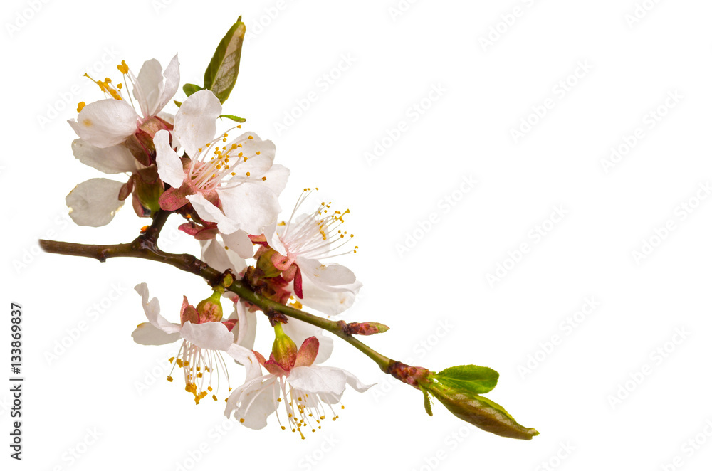 Obraz premium Studio shot of blossom branch of fruit tree isolated on white background