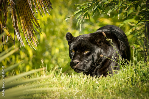 Canvas Print Jaguar, prowling