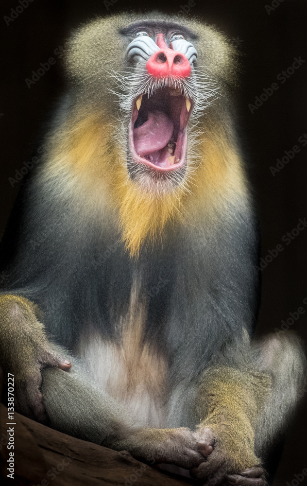 Obraz premium Mandrill