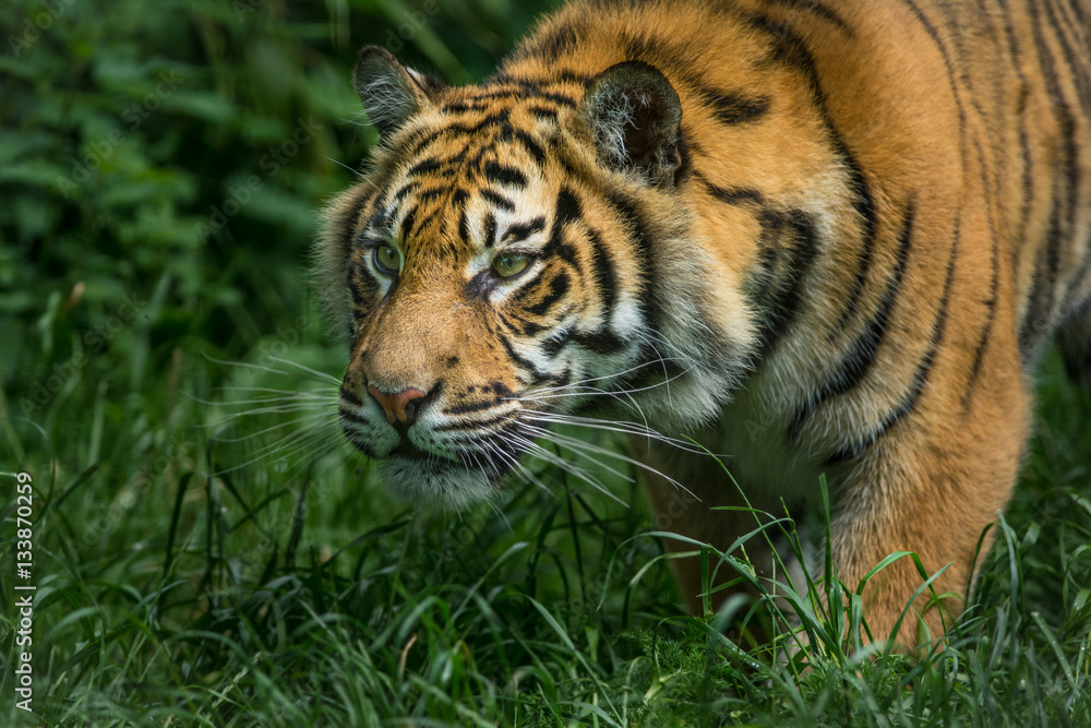 Sumatran Tiger cub Sumatran Tiger cub