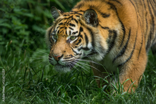 Принти на полотні Sumatran Tiger cub
