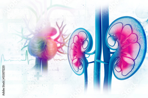 Human kidney cross section