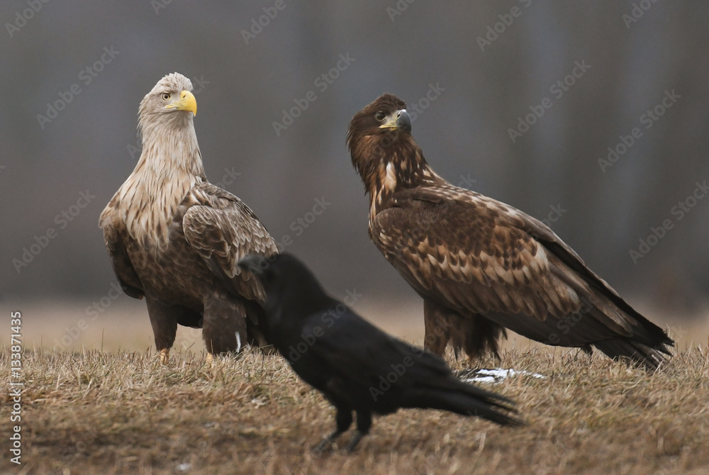 White tailed Eagle (Haliaeetus albicilla) White tailed Eagle (Haliaeetus albicilla)
