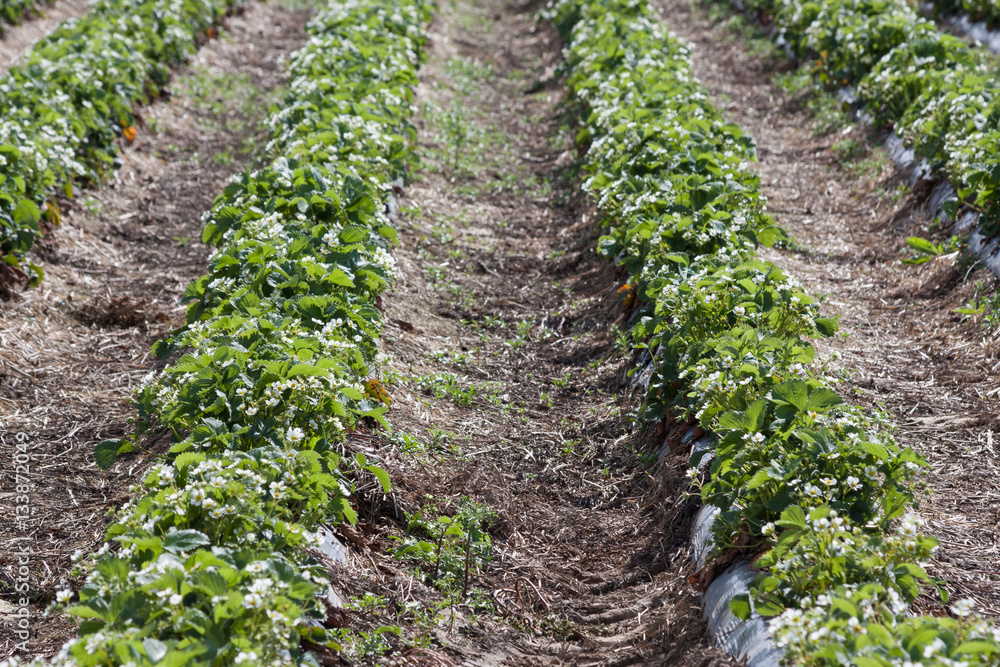 Erdbeerfeld mit Folienmulch Erdbeerfeld mit Folienmulch