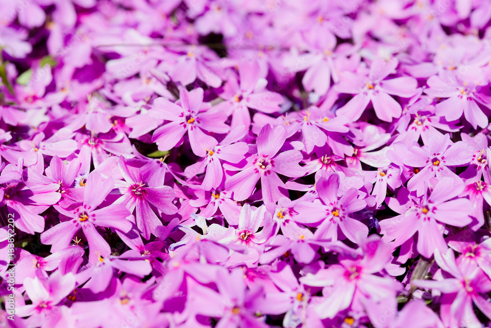Phlox subulata. Beautiful pink flowers Phlox subulata. Beautiful pink flowers