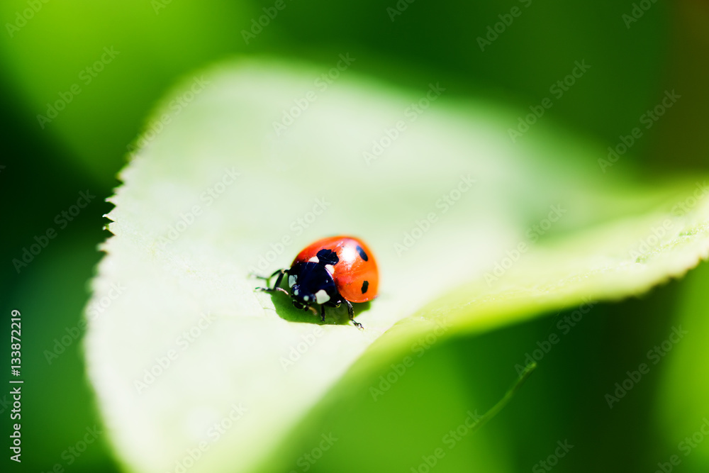 Fototapeta premium Ladybug on a leaf. Beautiful nature