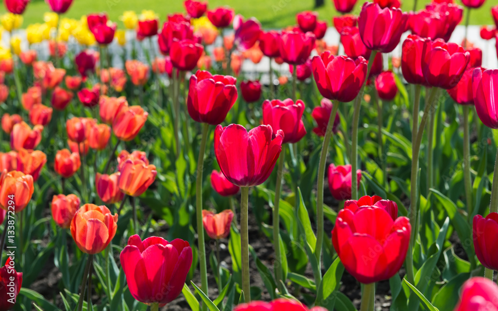 beautiful tulips field in spring time