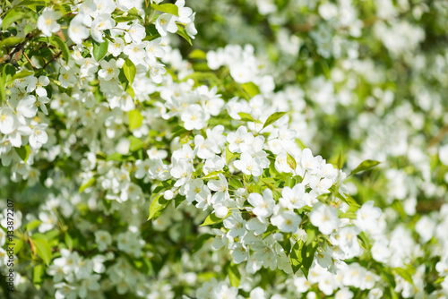 A blooming branch of apple tree in spring