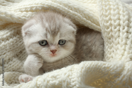 Cute little gray kitten lying on a soft blanket.