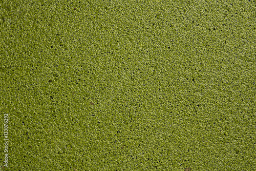 Duckweed texture background