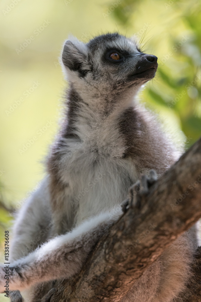 Fototapeta premium Ring-tailed lemur