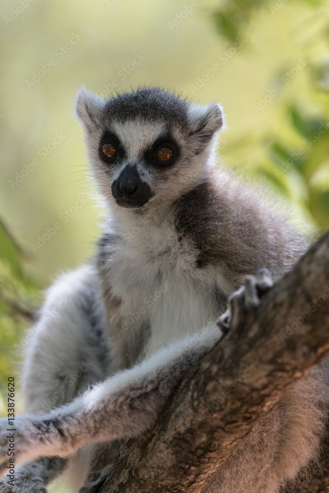 Fototapeta premium Ring-tailed lemur