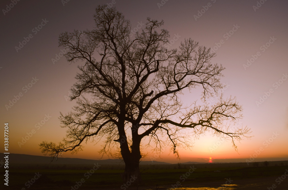 lonely tree silhouette on open field at sunset vibrant orange maroon lonely tree silhouette on open field at sunset vibrant orange maroon