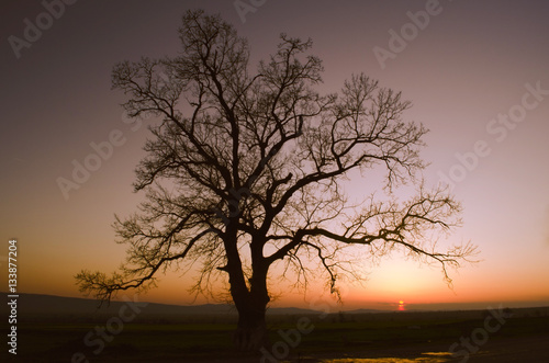 lonely tree silhouette on open field at sunset vibrant orange maroon © zef art