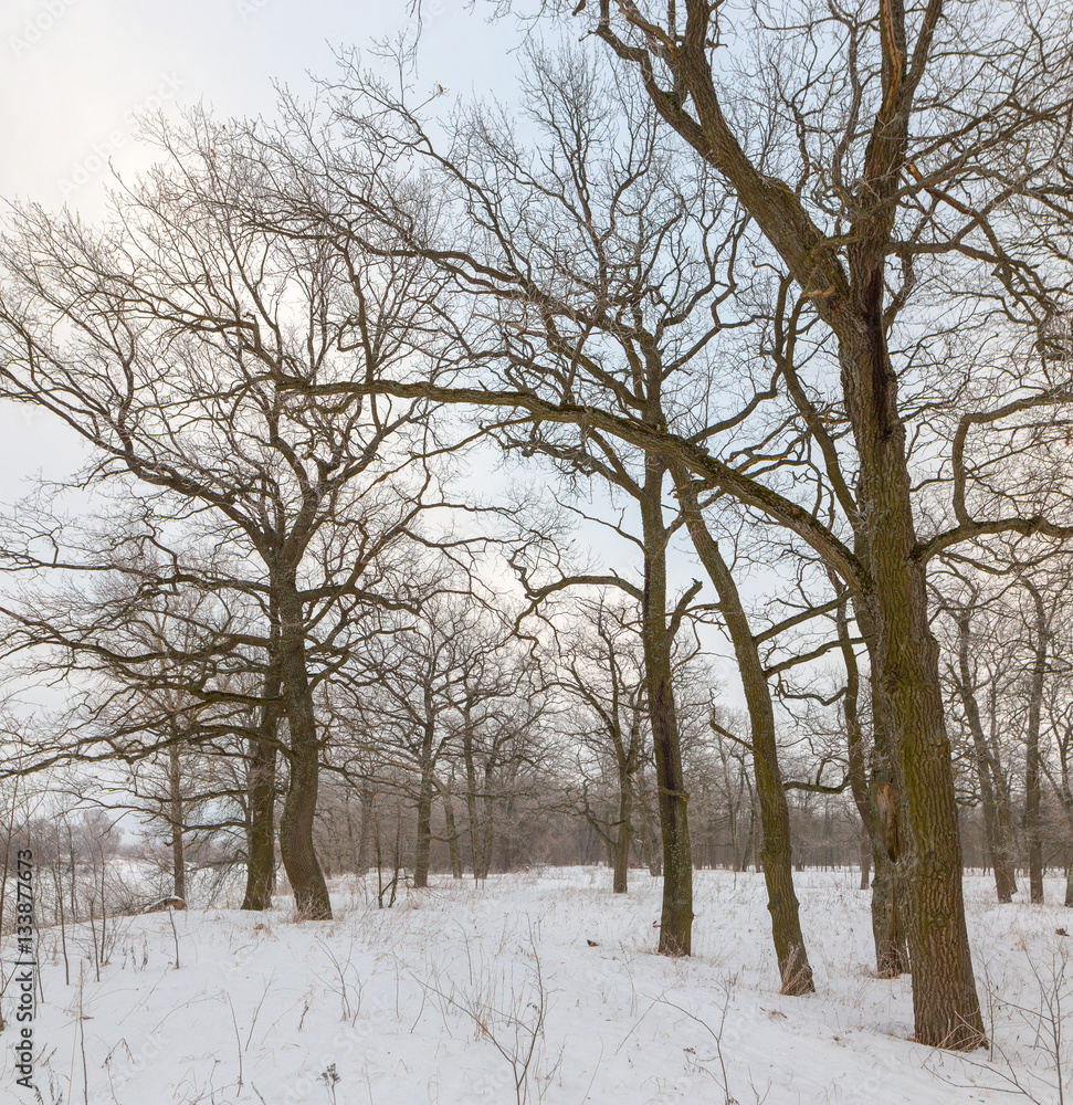 oak grove in winter. all in the snow oak grove in winter. all in the snow