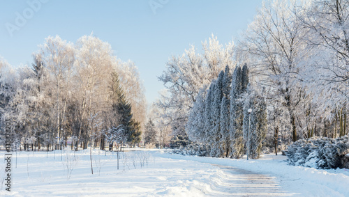 Winter landscape of frosty trees, white snow and blue sky © Victoria Kondysenko