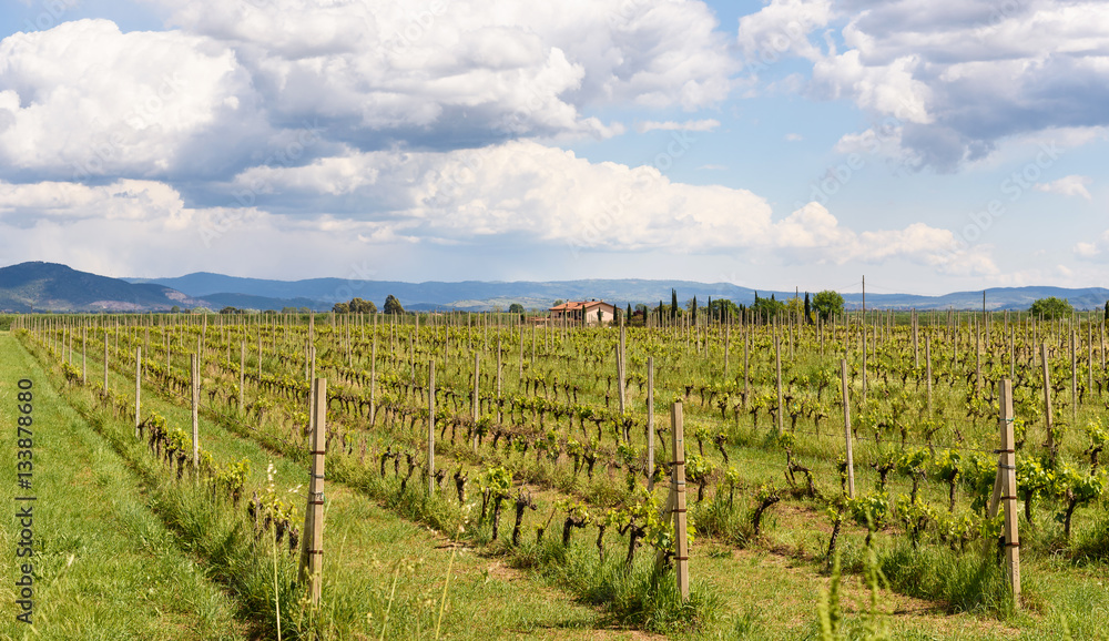 Fototapeta premium vineyard in spring, tuscany, italy