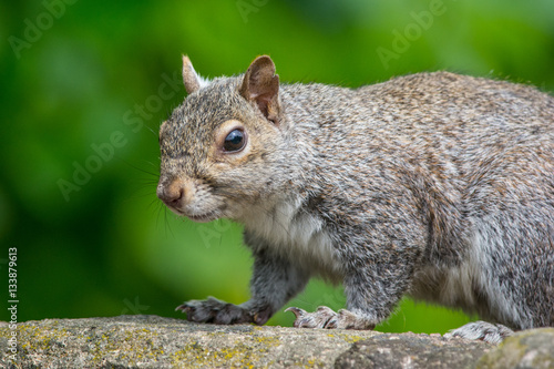 Squirrel