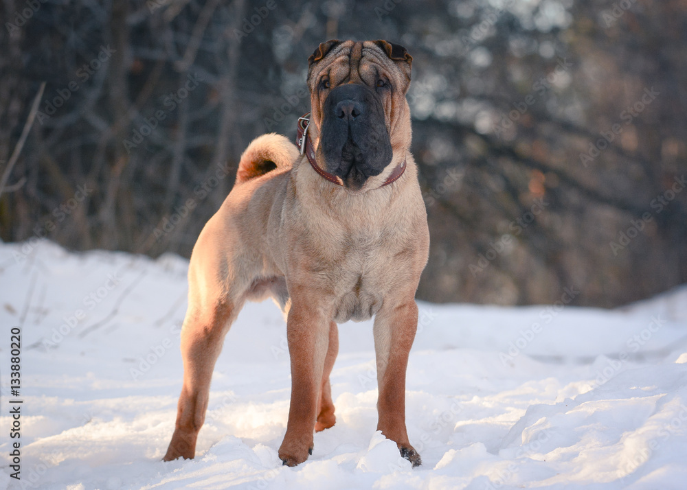 Shar Pei stand in a forest winter