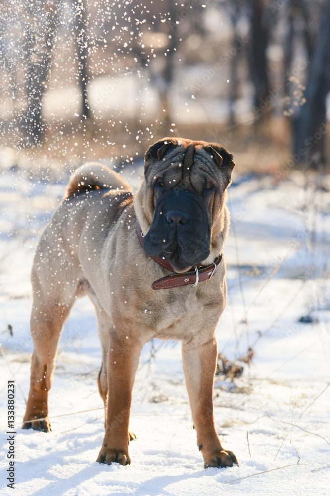Shar Pei standing in a forest winter Shar Pei standing in a forest winter