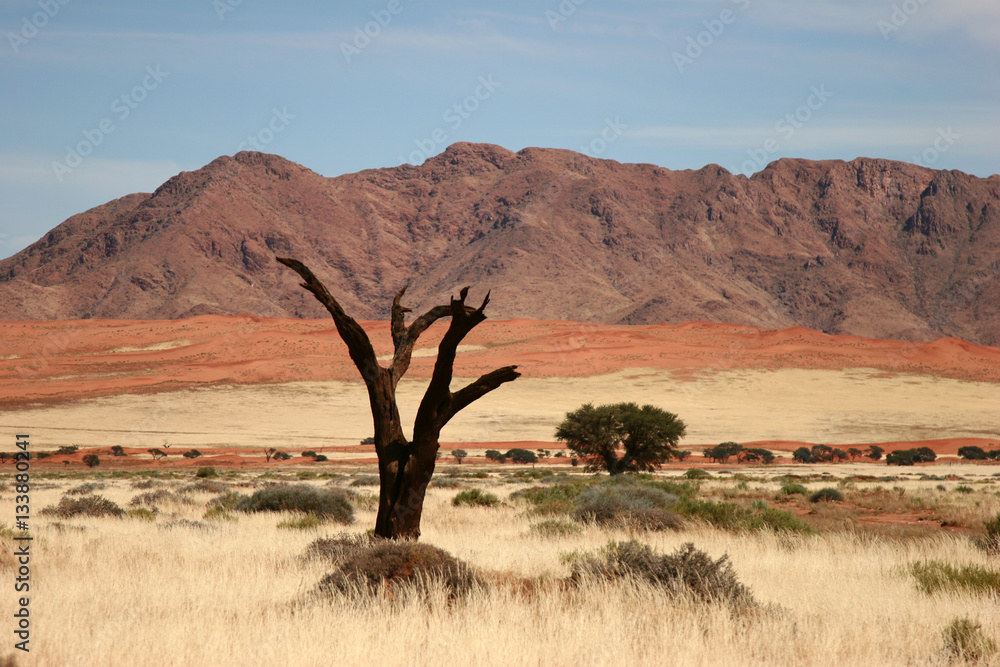 Tree in the desert 