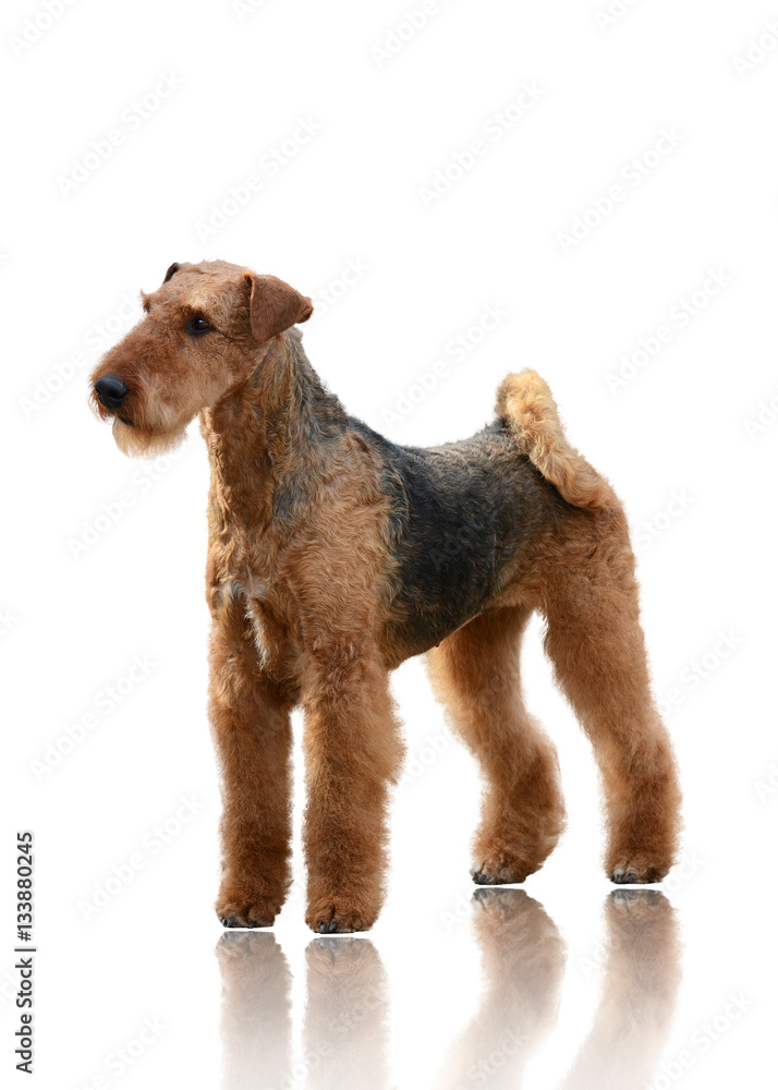 Airedale Terrier stand isolated on white background
