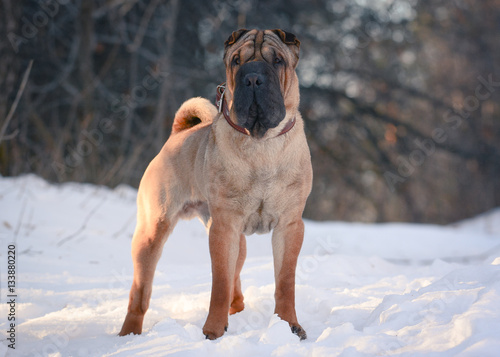 Obraz na płótnie Shar Pei stand in a forest winter w salonie