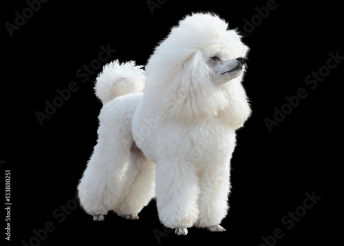 White poodle stand isolated on black background