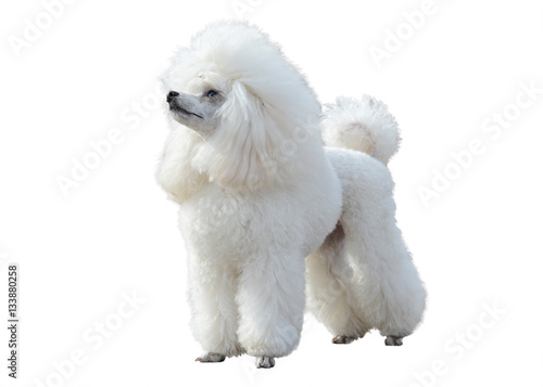 Obraz na płótnie White Poodle stand isolated on white background w salonie