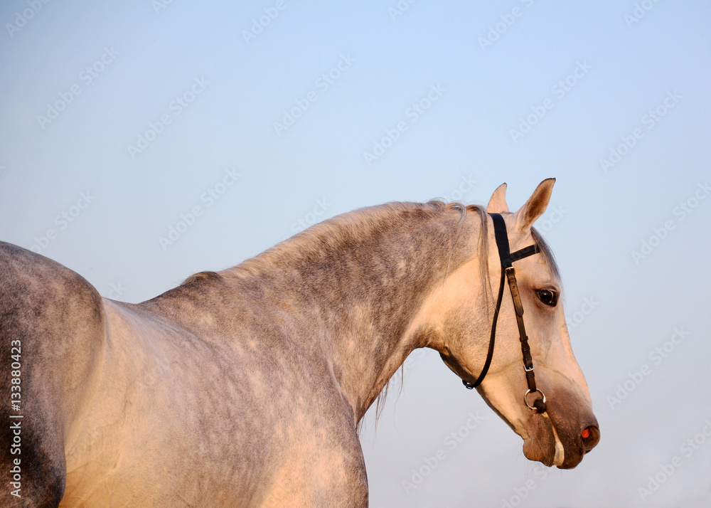 Portrait of a gray stallion on sky background
