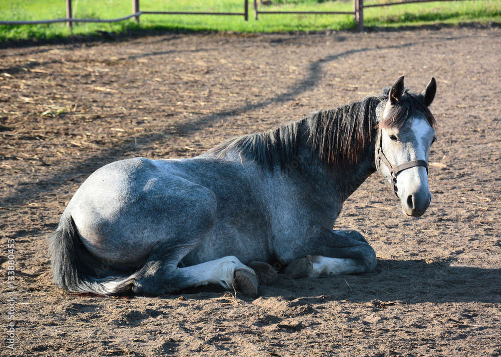 The gray foal lies