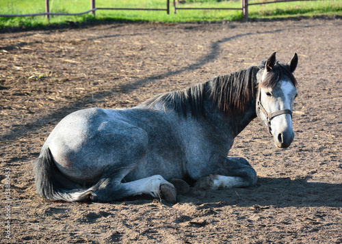 Obraz na płótnie The gray foal lies w salonie